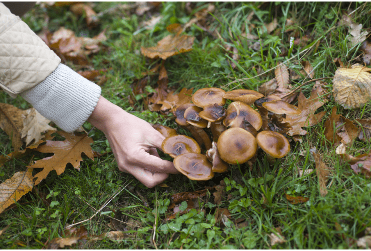 The Rise of Mushroom Gummies: Benefits and Uses 4 Untitled design 2025 05 20T030450.177