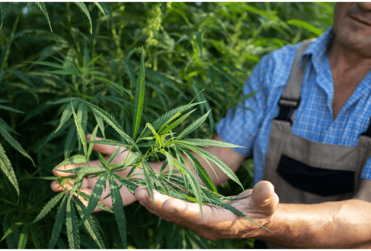 Real Stories: How Hemp Products Have Made a Difference 6 Untitled design 2025 05 20T030622.784